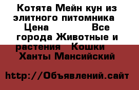Котята Мейн-кун из элитного питомника › Цена ­ 20 000 - Все города Животные и растения » Кошки   . Ханты-Мансийский